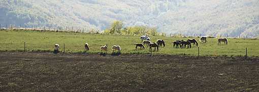 Escursioni a cavallo